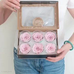 Light Pink Preserved Roses