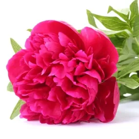 Peony Hot Pink