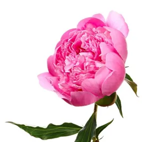 Peony Pink